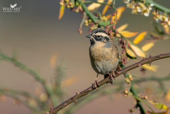 Black-throated Accentor