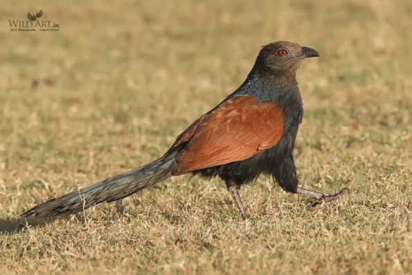 Southern Coucal