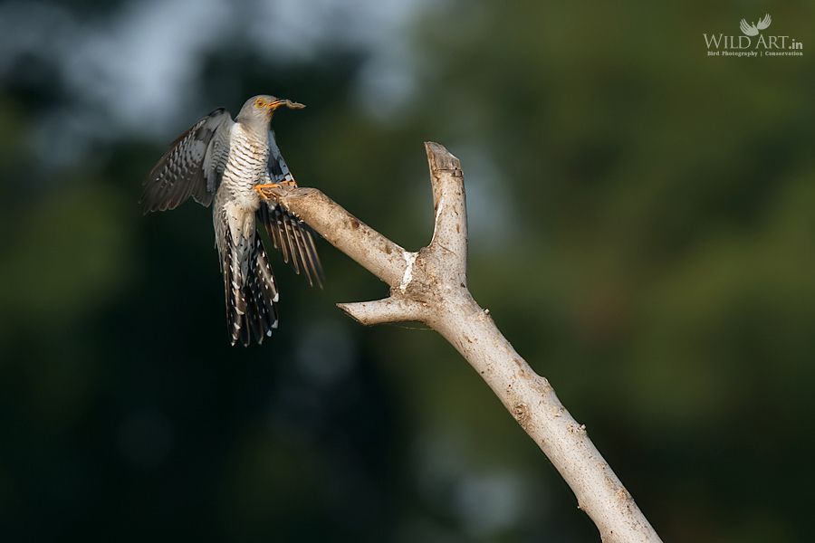 Eurasian/Common Cuckoo