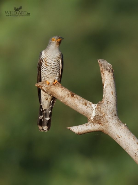Eurasian/Common Cuckoo