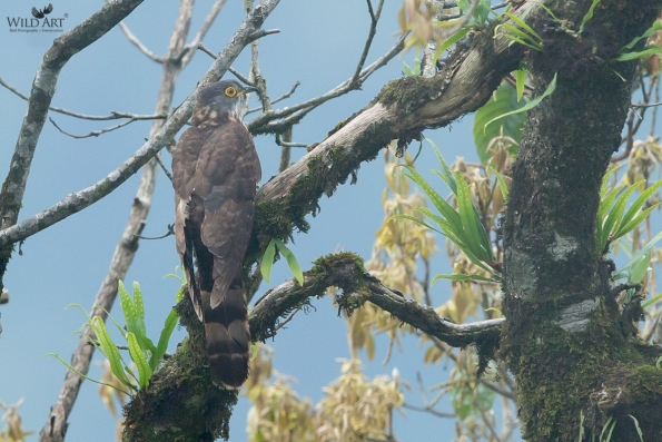 Large Hawk-Cuckoo