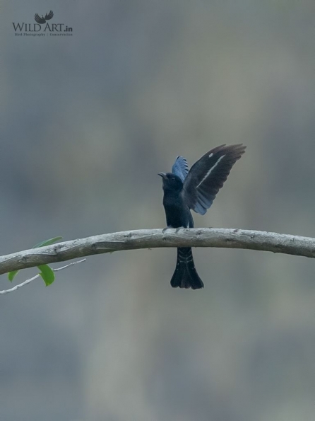 Square-tailed Drongo-cuckoo
