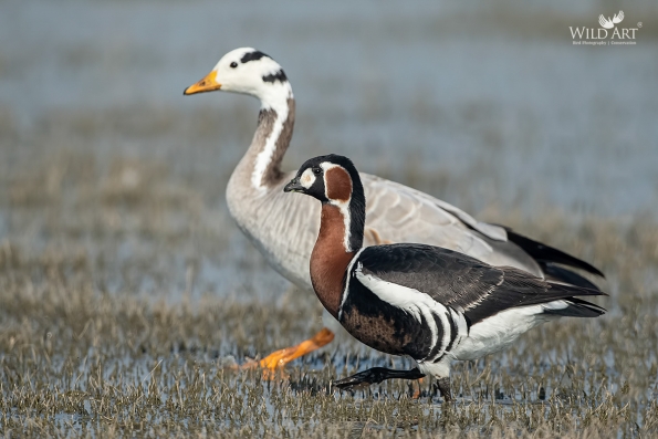 Red-breasted Goose