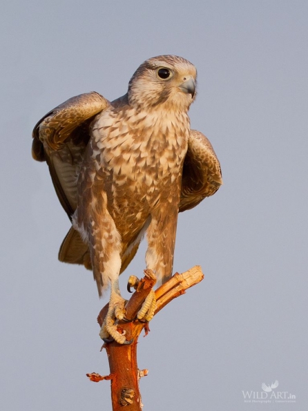 Laggar Falcon