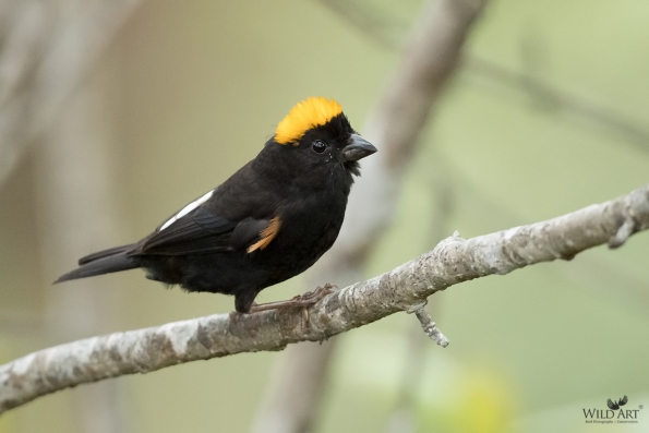 Golden-naped Finch