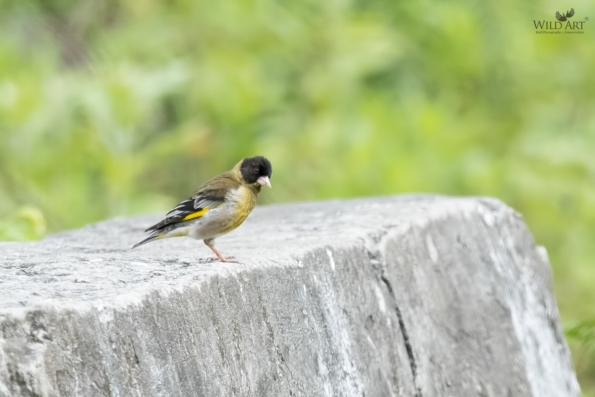 Finches (Fringillidae)
