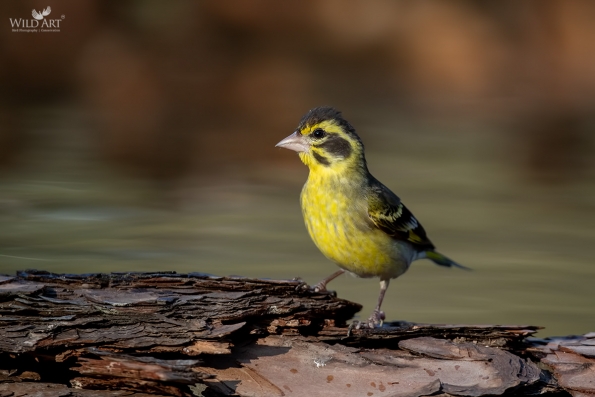 Yellow-breasted Greenfinch