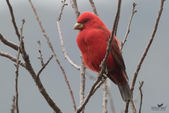 Scarlet Finch
