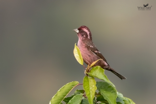 Spot-winged Rosefinch