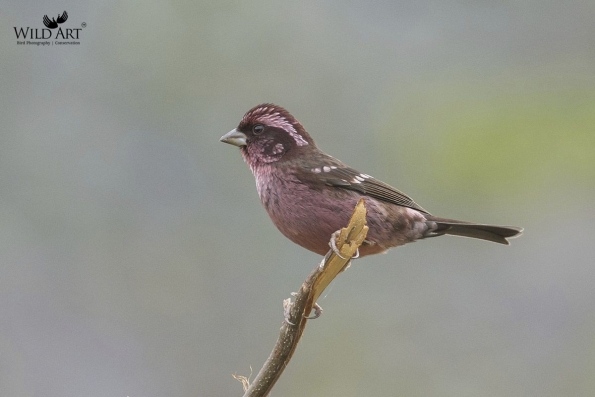 Spot-winged Rosefinch