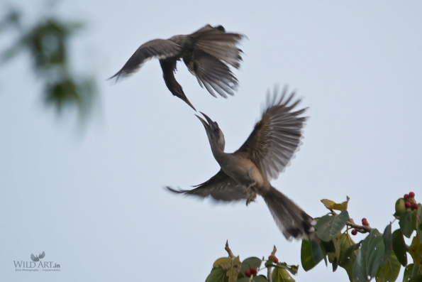 Indian-grey Hornbill