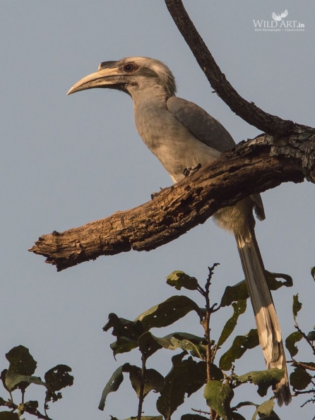 Indian-grey Hornbill