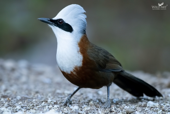 White-crested Laughingthrush