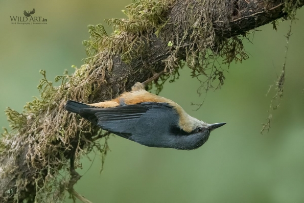White-tailed Nuthatch