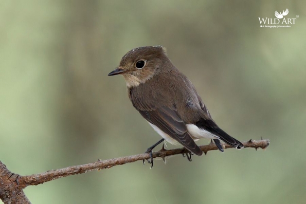 Red-breasted Flycatcher