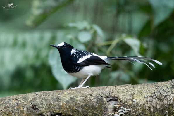 Spotted Forktail