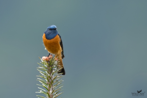 Blue-fronted Redstart