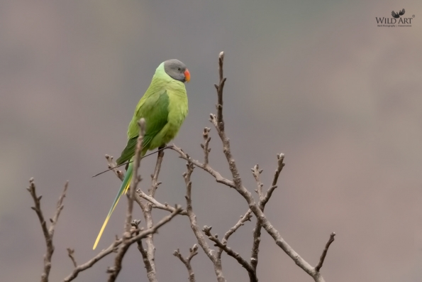 Slaty-headed Parakeet
