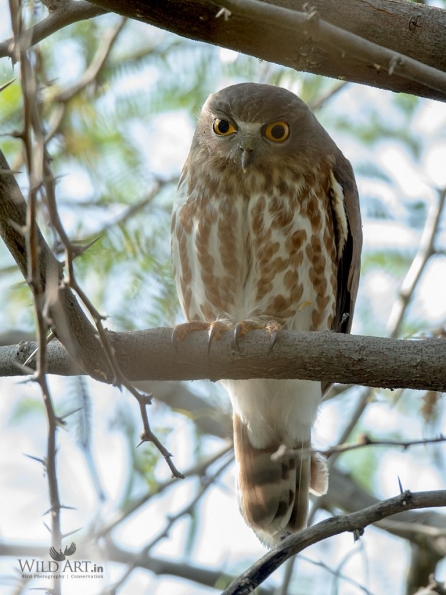 Brown Hawk-Owl