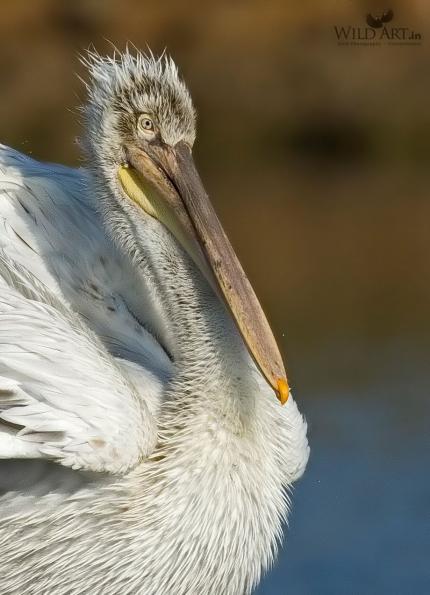 Pelicans (Pelecanidae)