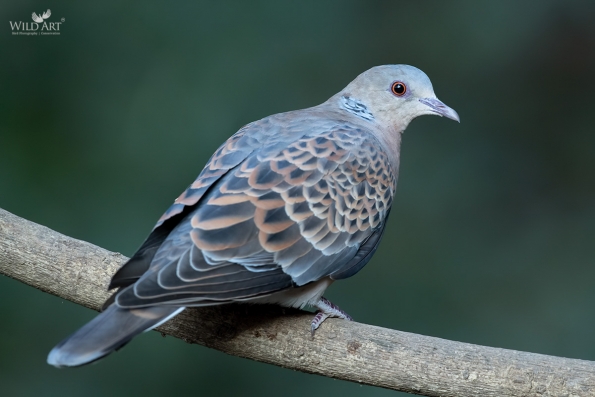Pigeons & Doves (Columbidae)