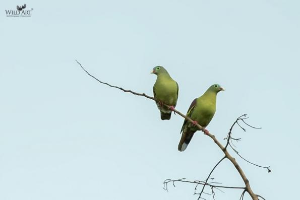 Green Pigeons