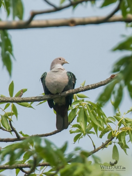 Green Imperial-Pigeon