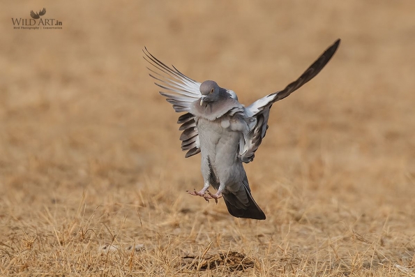 Pale-backed Pigeon