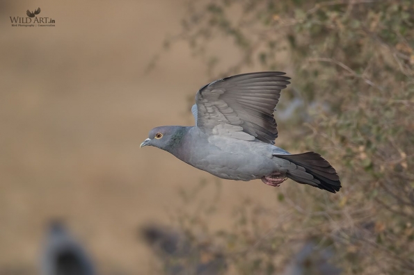 Pale-backed Pigeon