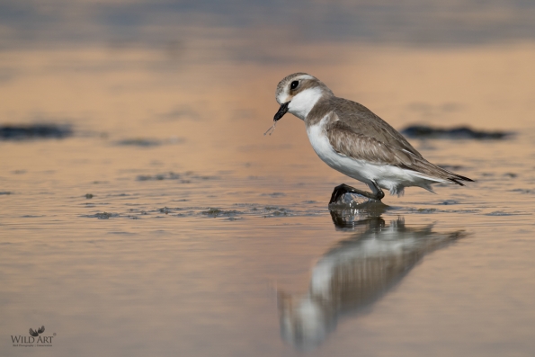 Lesser Sand Plover