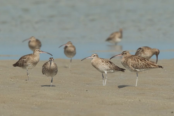 Sandpipers, Snipes (Scolopacidae)