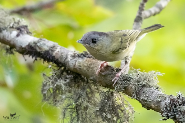 Green Shrike-Babbler