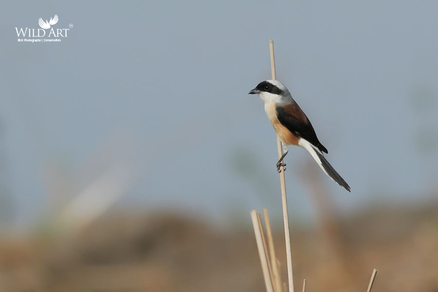 Bay-backed Shrike