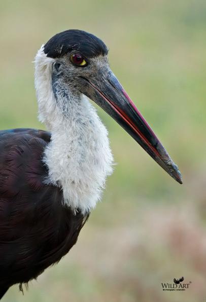 Woolly-necked Stork&#xA;