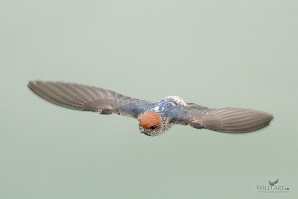 Streak-throated Swallow