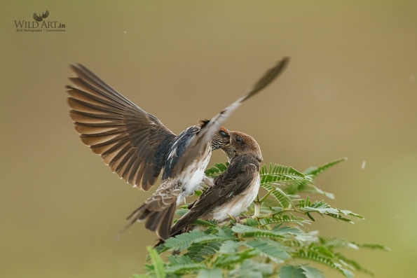 Streak-throated Swallow