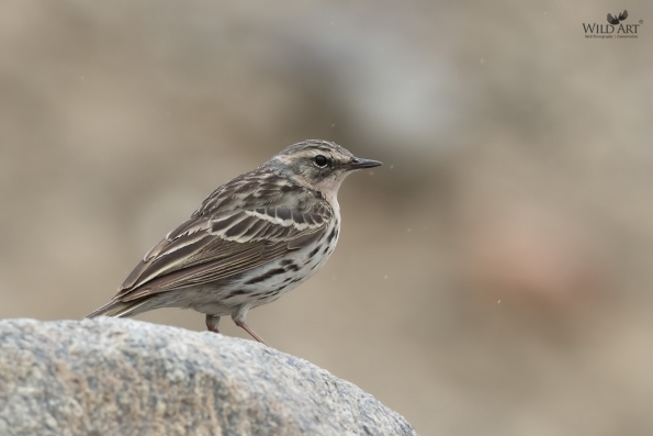 Rosy Pipit