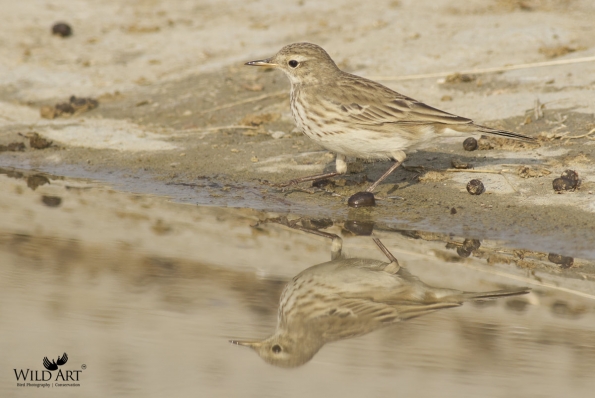 Water Pipit
