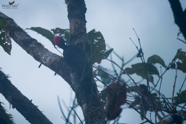 Andaman Woodpecker