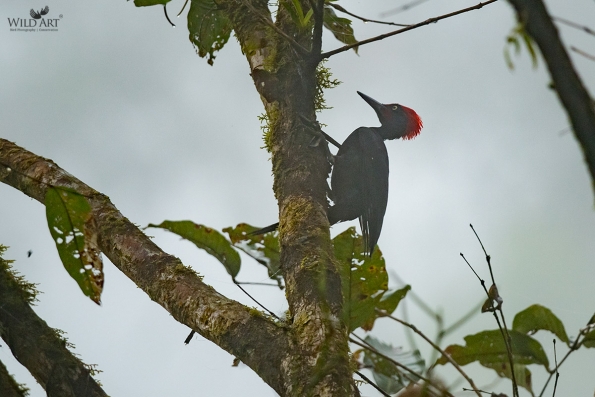 Andaman Woodpecker
