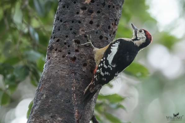 Himalayan Woodpecker
