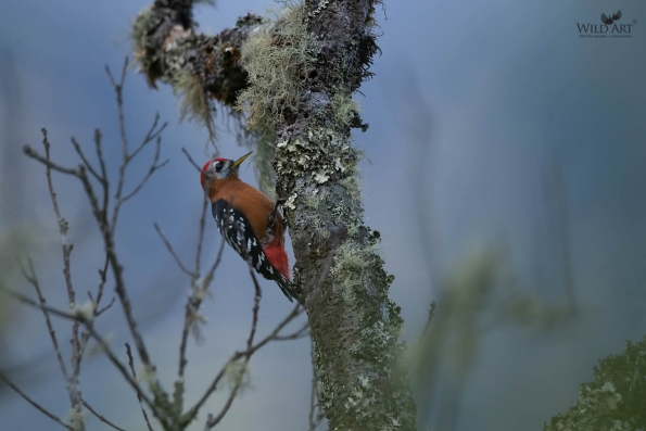 Rufous-bellied Woodpecker