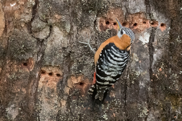 Rufous-bellied Woodpecker
