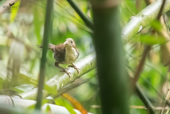 Large Scimitar Babbler