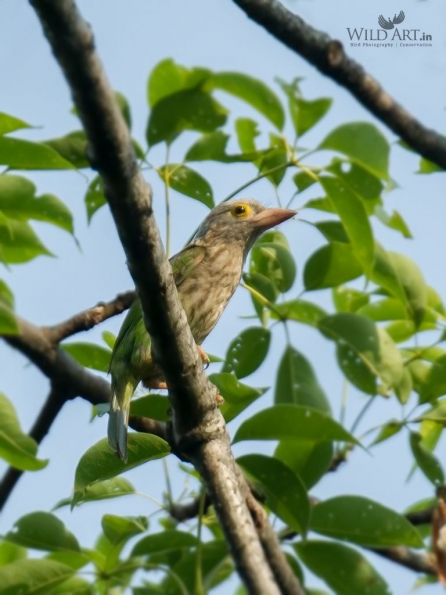 Lineated Barbet