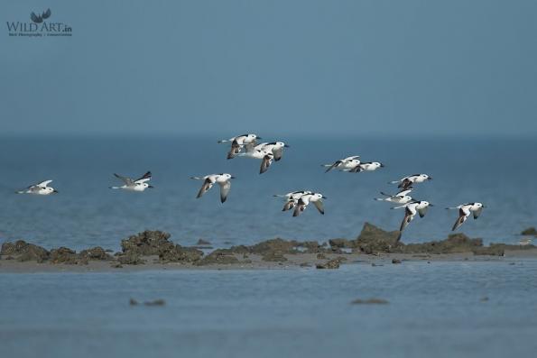 Crab Plover (Dromadidae)