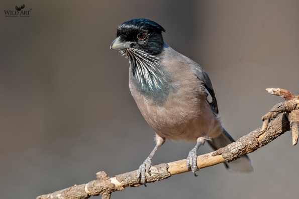 Black-headed Jay