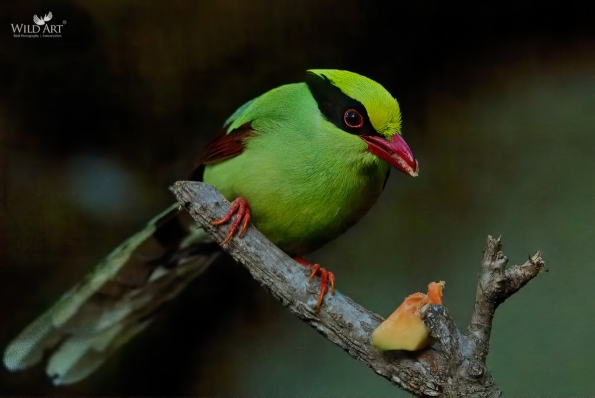 Common Green Magpie