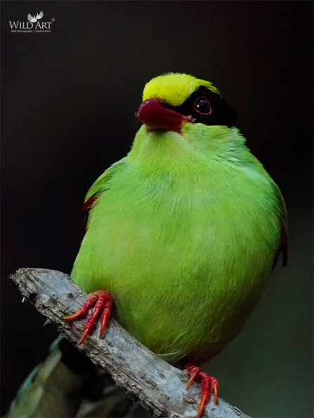 Common Green Magpie
