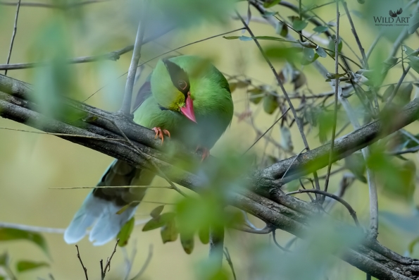 Common Green Magpie